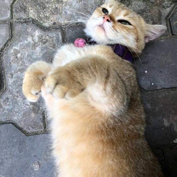 Meet your Posher, Anh - Picture 1 of 1